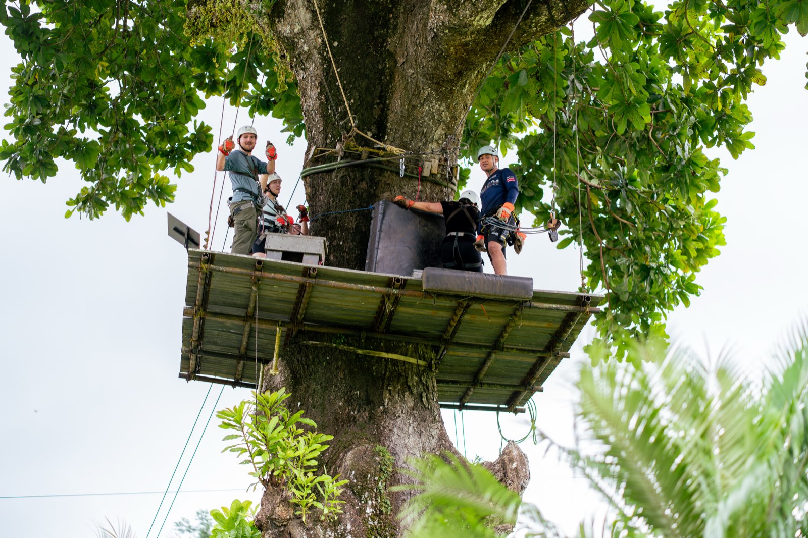 Guides preparing the zipline platform high in the rainforest canopy